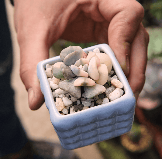Suculenta Echeveria Cubic Frost Variegada - Vivero Florecer