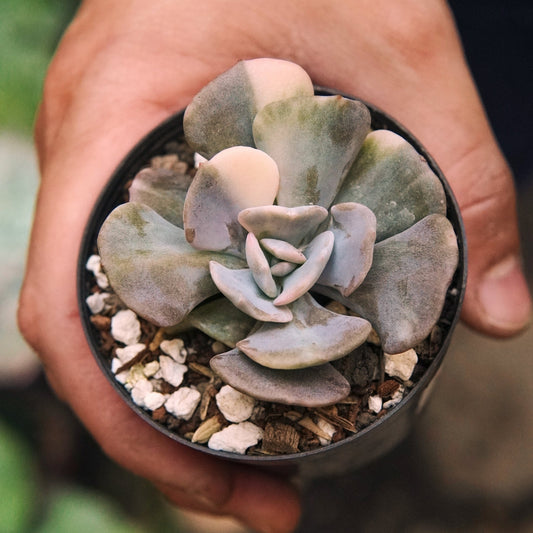 Suculenta Echeveria Cubic Frost Variegada - Vivero Florecer