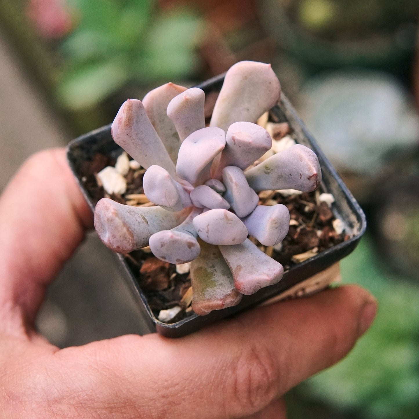 Suculenta Echeveria Cupido - Vivero Florecer