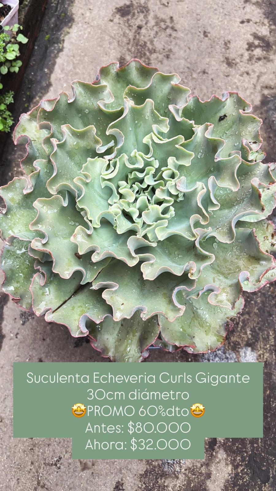 Suculenta Echeveria Curls Gigante 30cm - Vivero Florecer