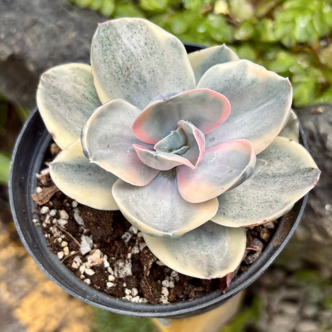 Suculenta Echeveria Decora - Vivero Florecer