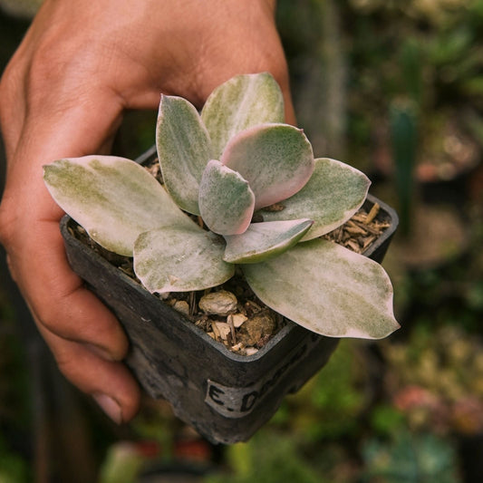Suculenta Echeveria Decora - Vivero Florecer