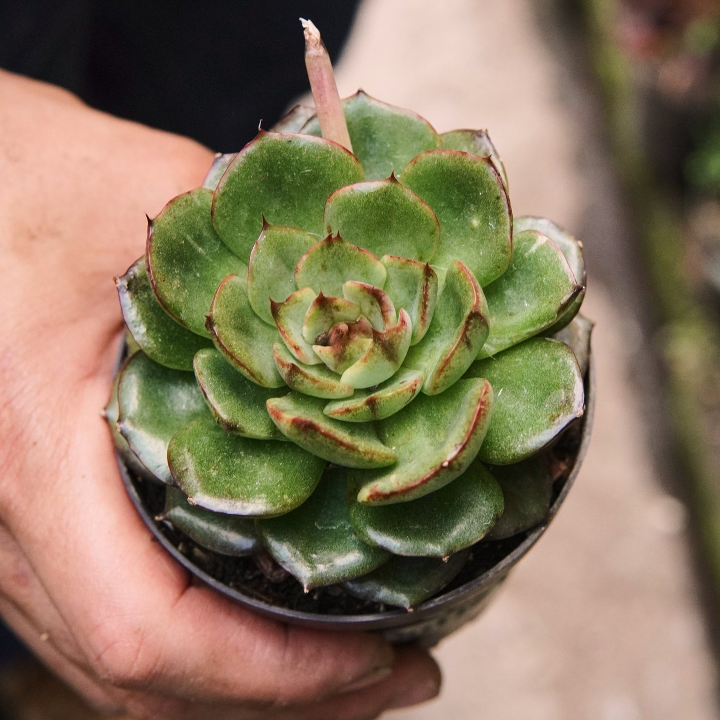 Suculenta Echeveria Dream Rose - Vivero Florecer
