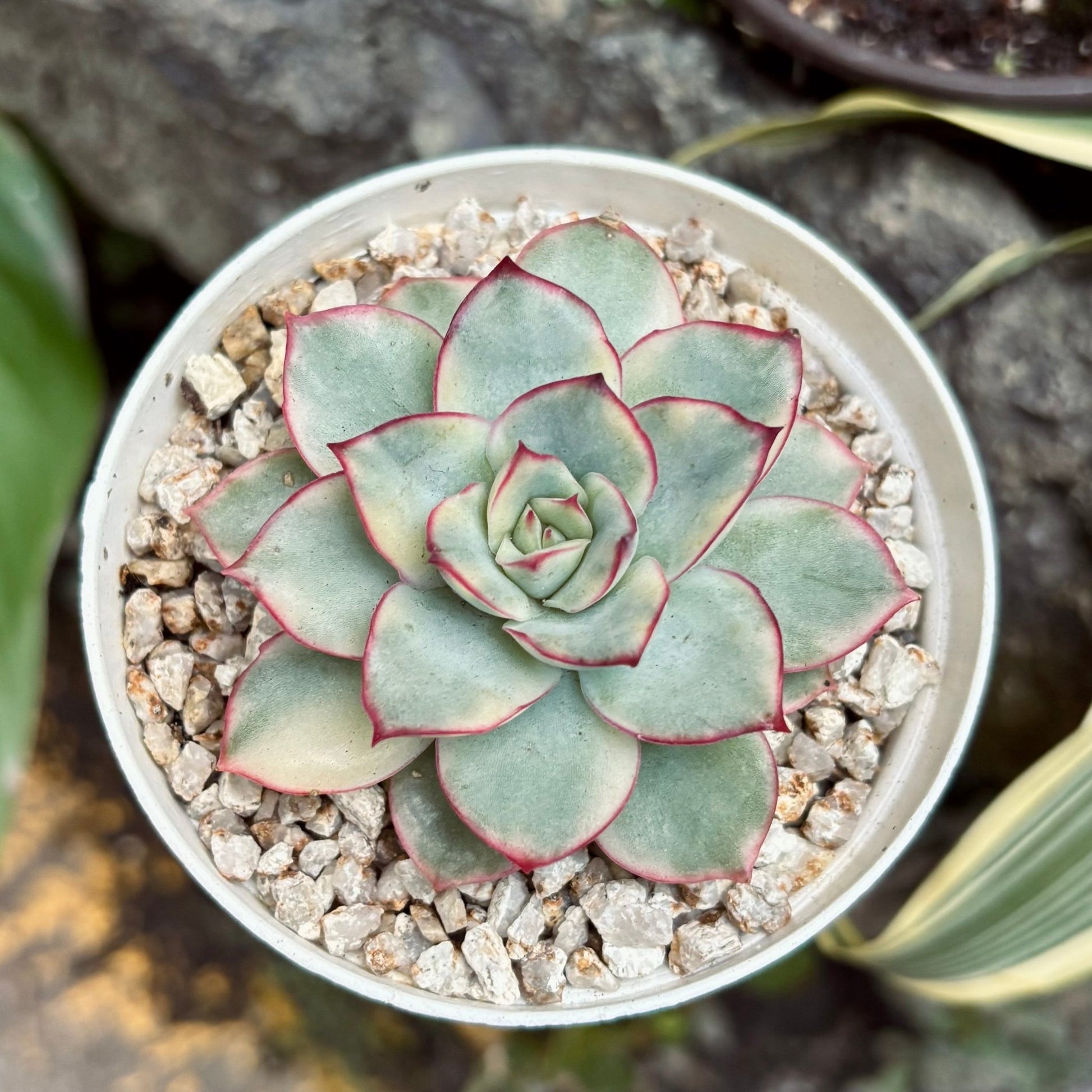 Suculenta Echeveria Esther Variegada - Vivero Florecer