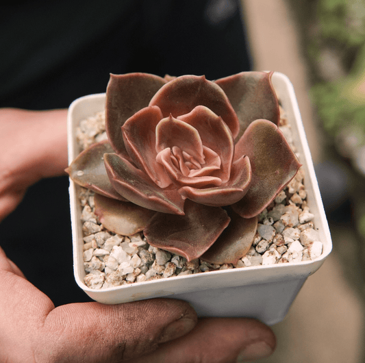Suculenta Echeveria Fire Glow - Vivero Florecer