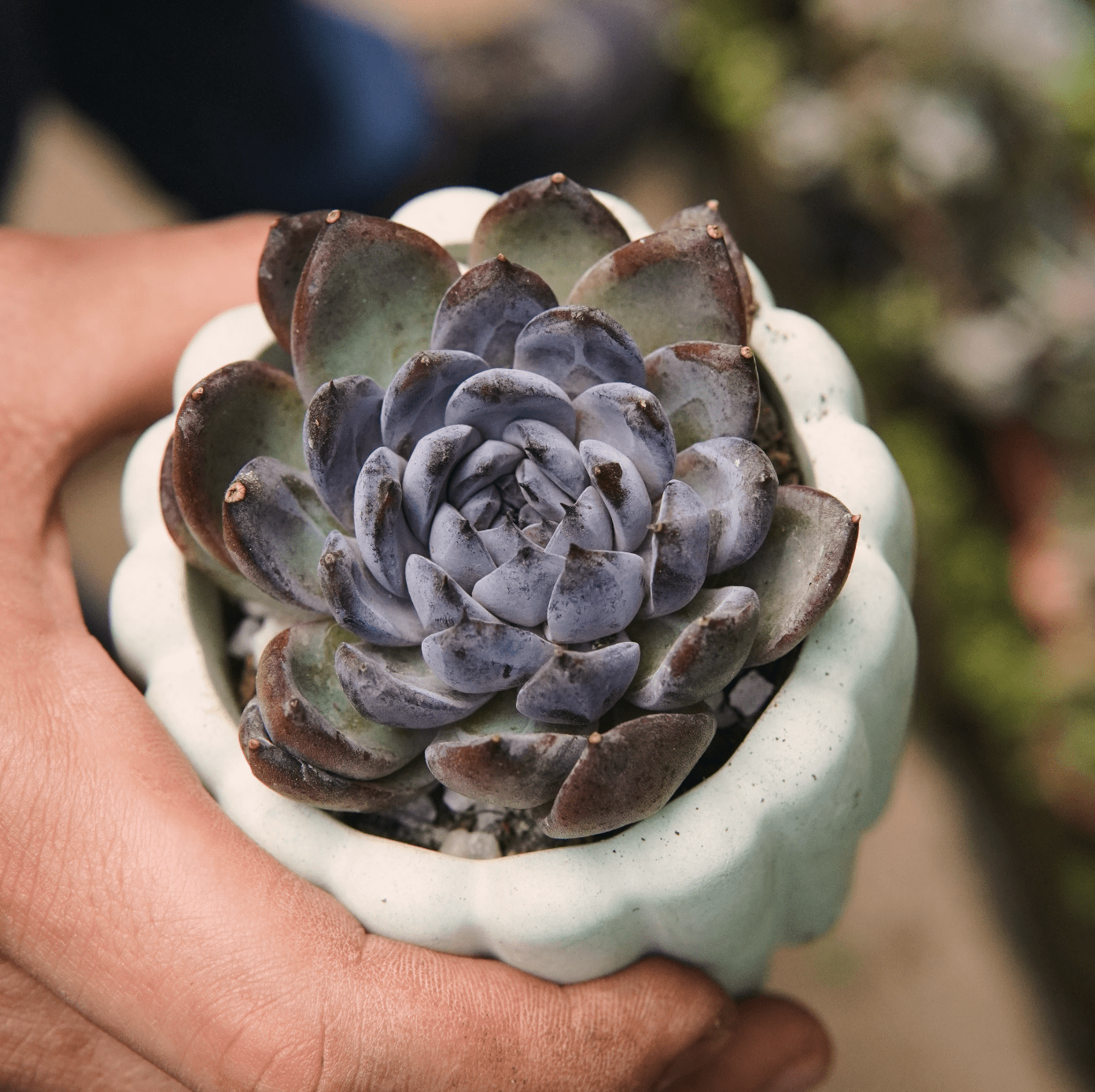 Suculenta Echeveria Gemstone - Vivero Florecer