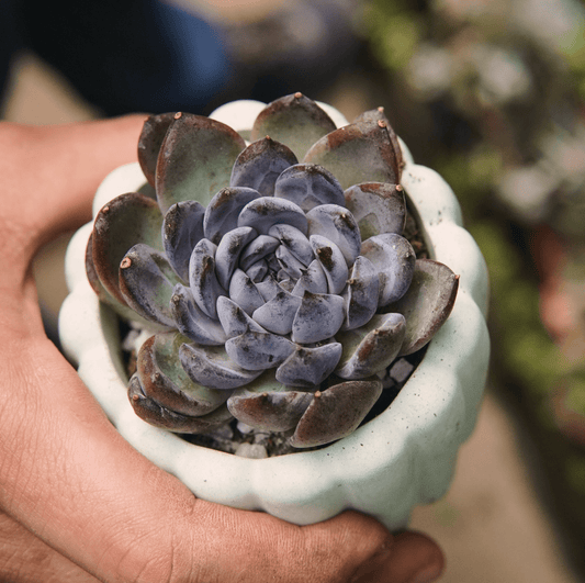 Suculenta Echeveria Gemstone - Vivero Florecer