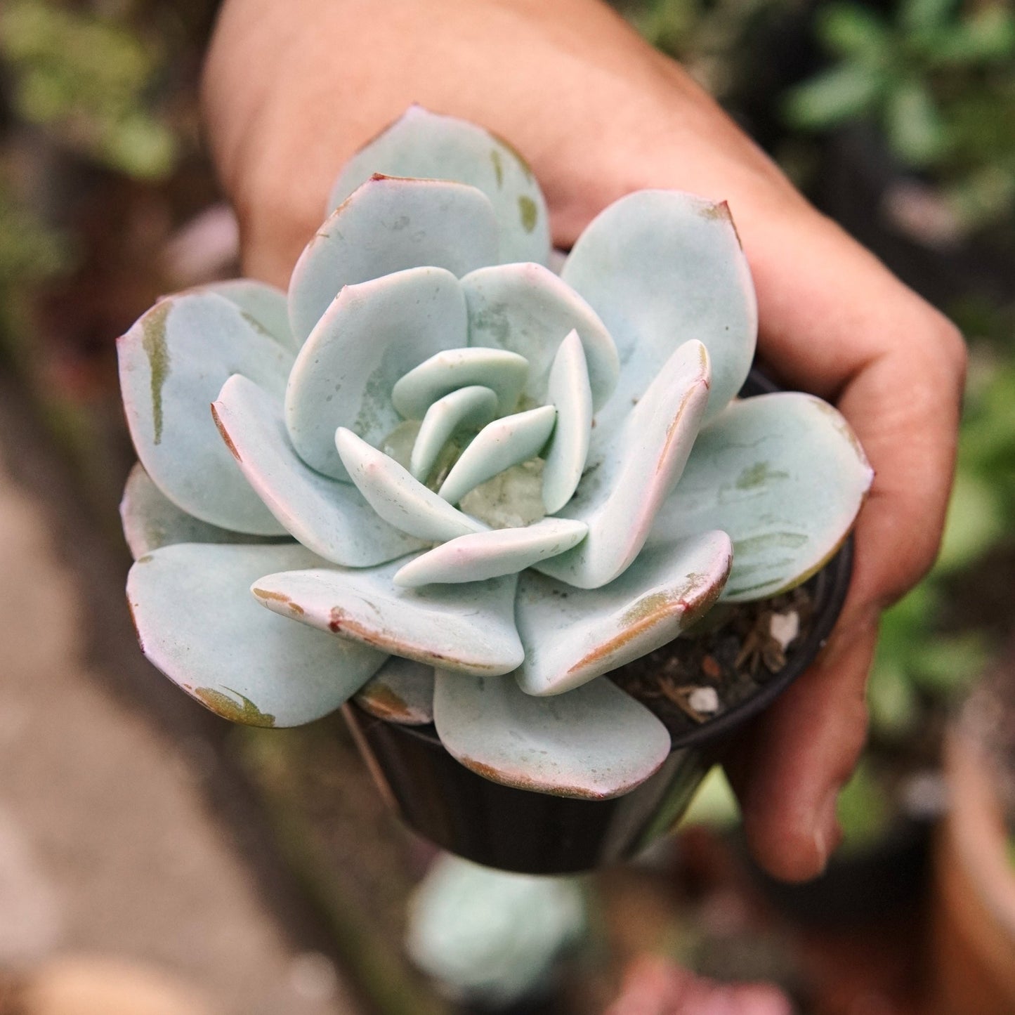 Suculenta Echeveria Gila - Vivero Florecer