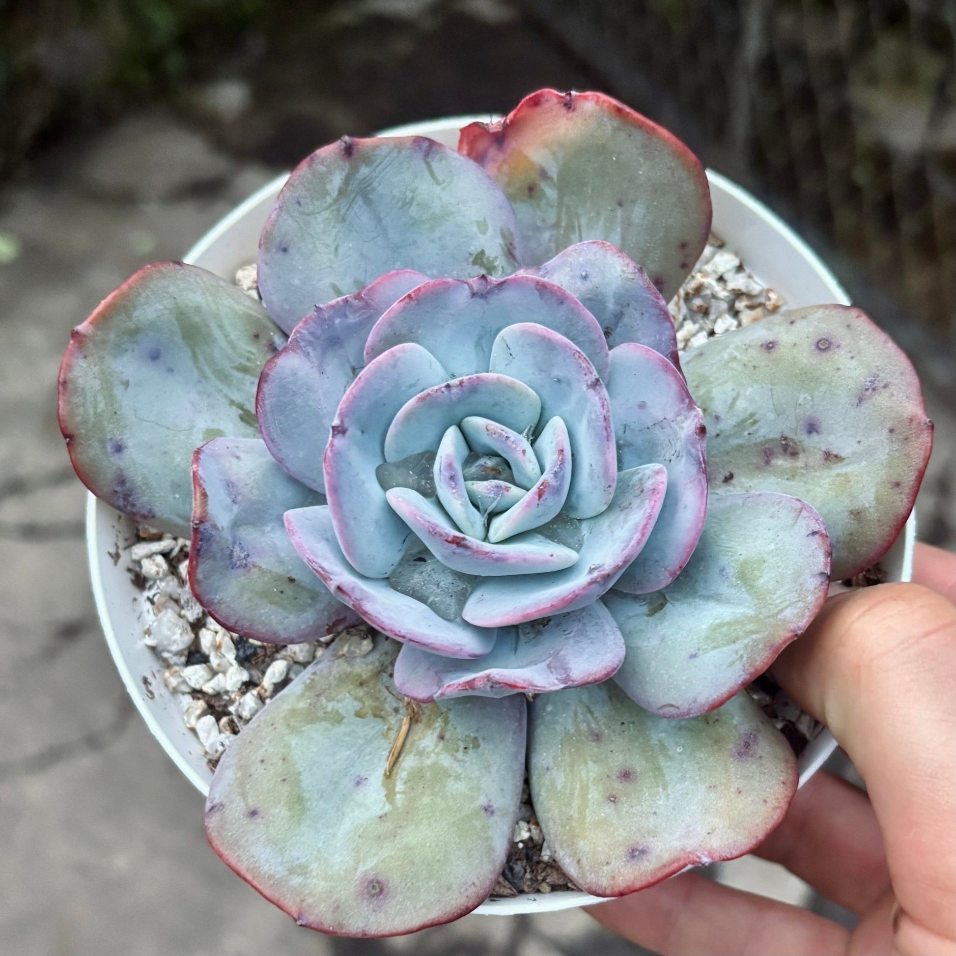 Suculenta Echeveria Gila - Vivero Florecer