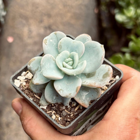 Suculenta Echeveria Heart Song - Vivero Florecer
