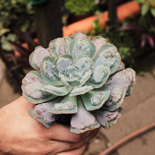 Suculenta Echeveria Heart’s Delight Grande - Vivero Florecer