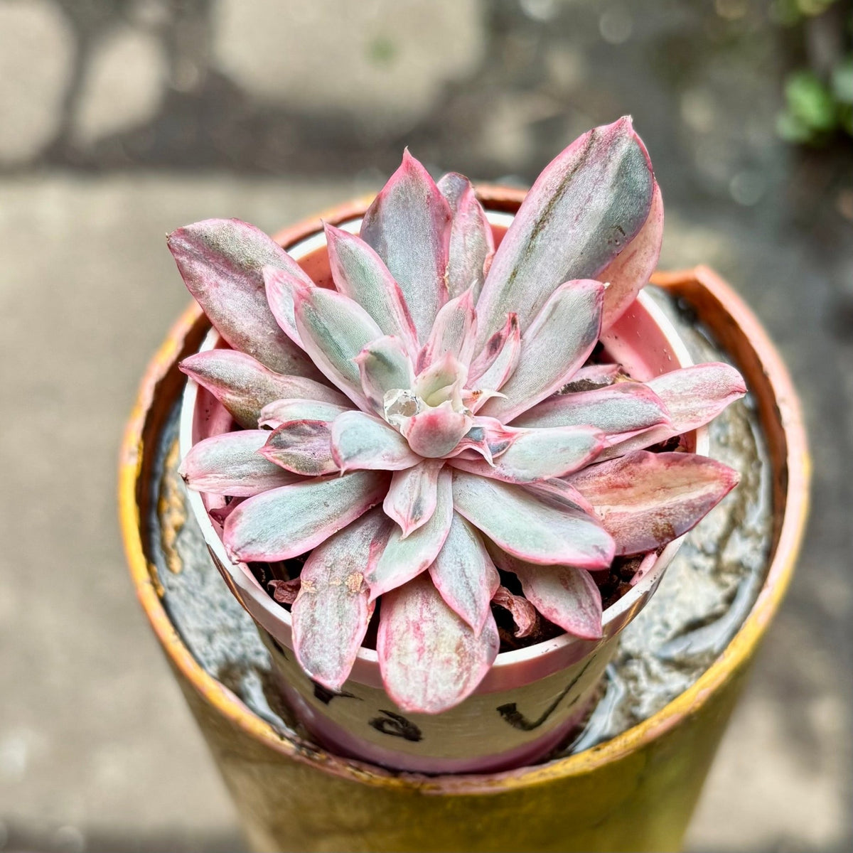 Suculenta Echeveria Hera Variegada - Vivero Florecer