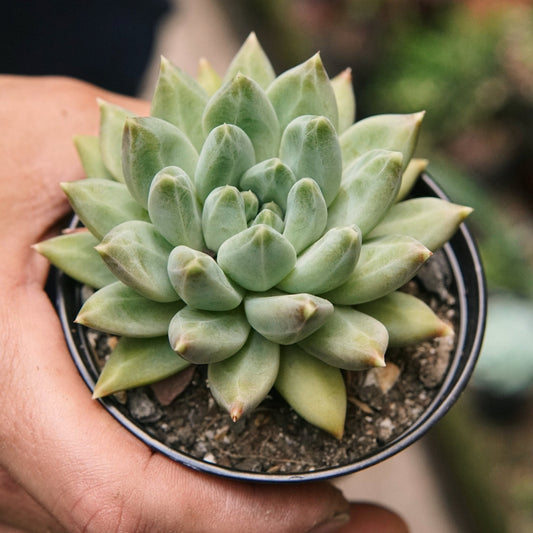 Suculenta Echeveria Híbrida Night Cloud - Vivero Florecer