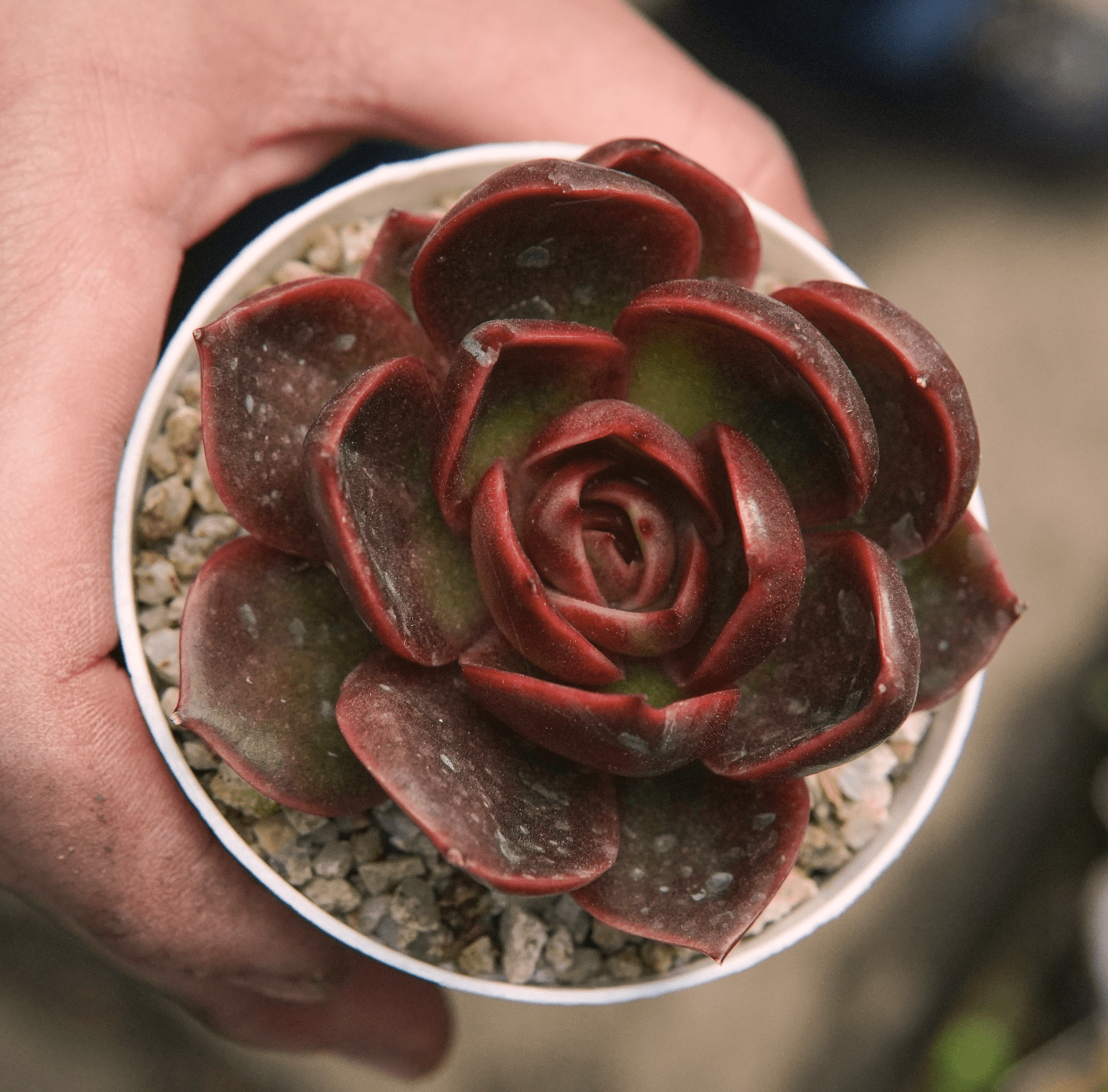 Suculenta Echeveria Hongdeung - Vivero Florecer