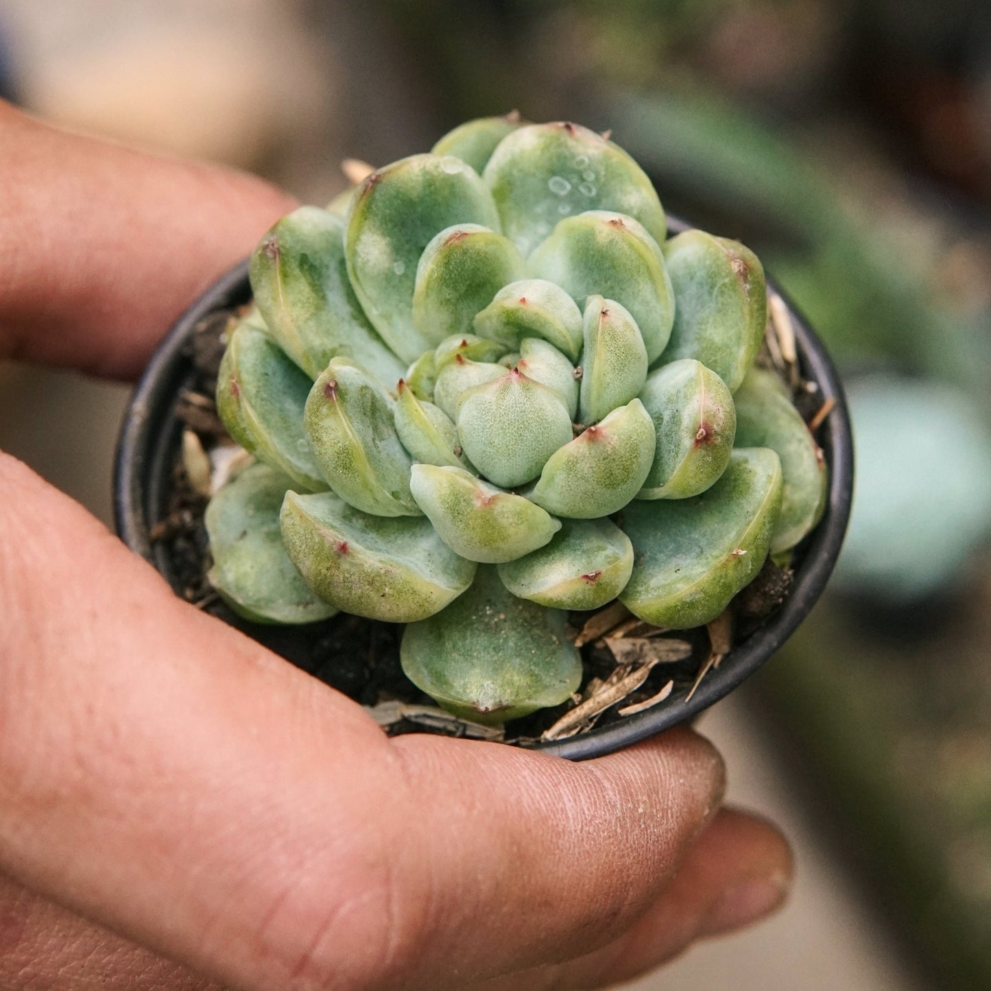 Suculenta Echeveria Ice Angel Variegada - Vivero Florecer