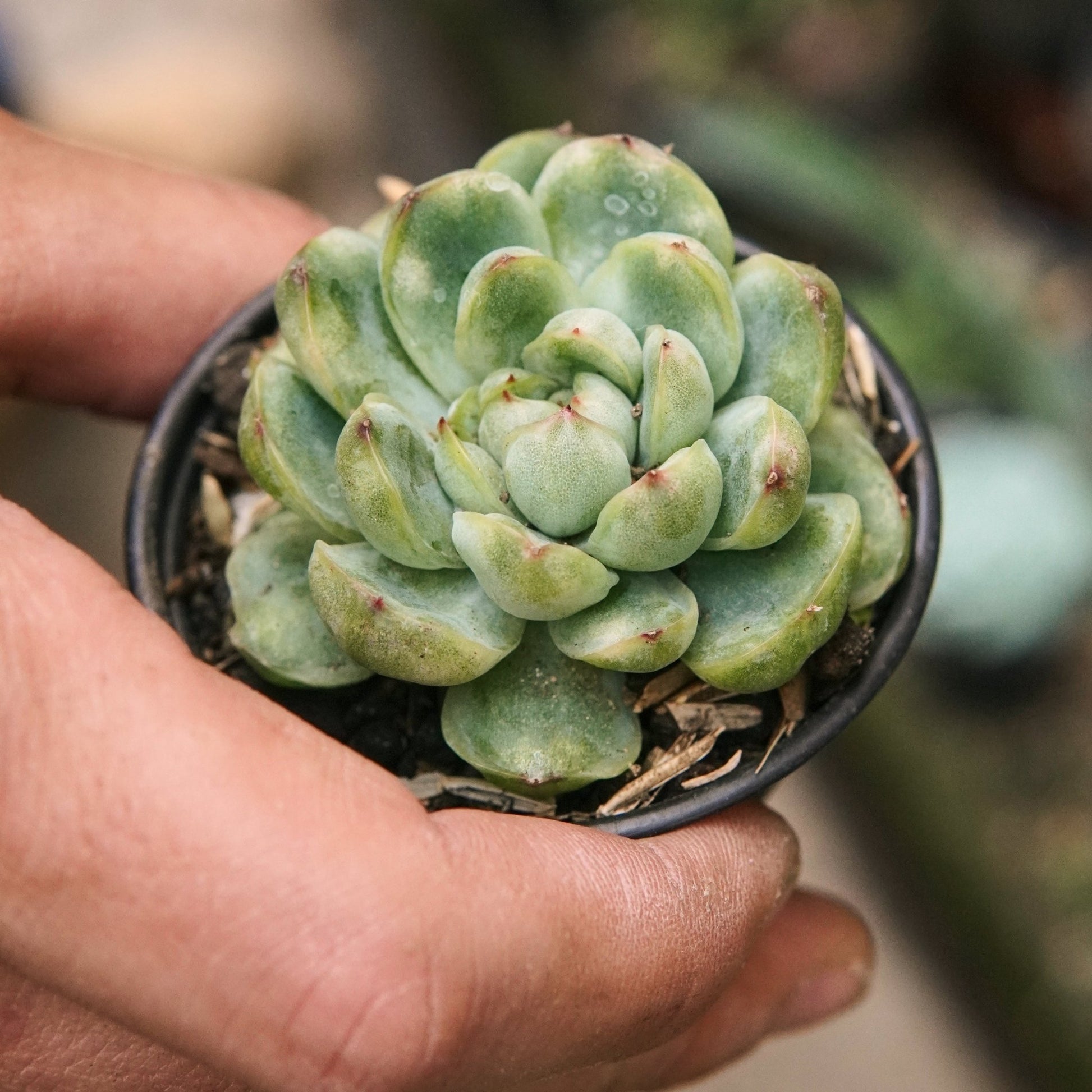 Suculenta Echeveria Ice Angel Variegada - Vivero Florecer