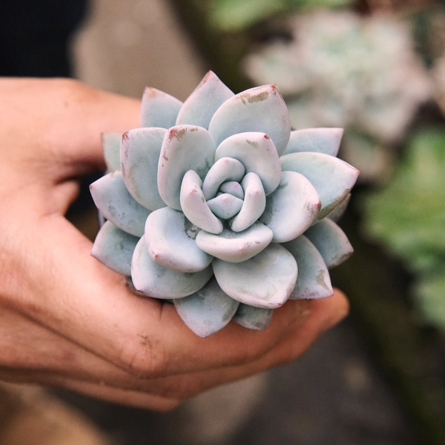 Suculenta Echeveria Ice Crystal - Vivero Florecer
