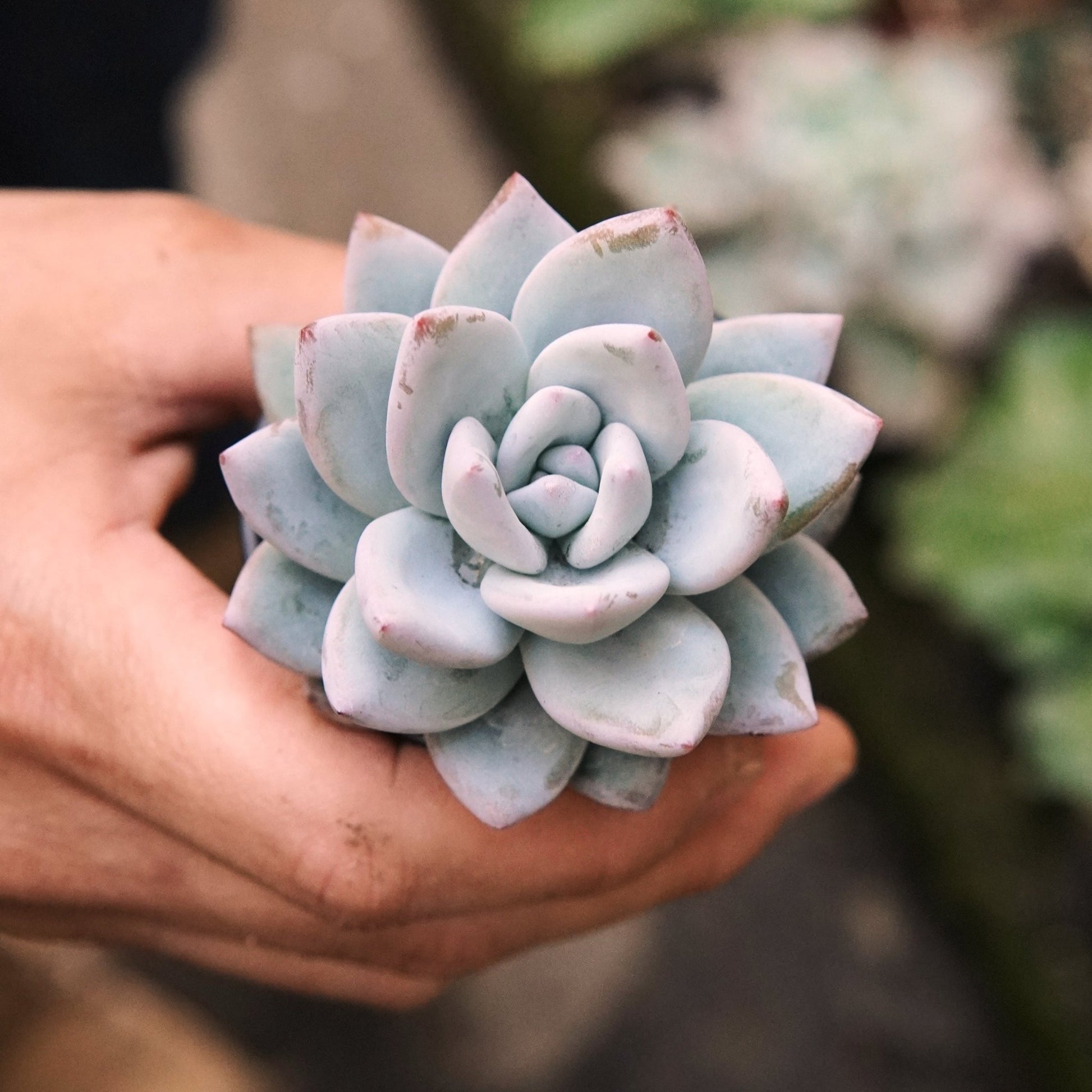 Suculenta Echeveria Ice Crystal - Vivero Florecer