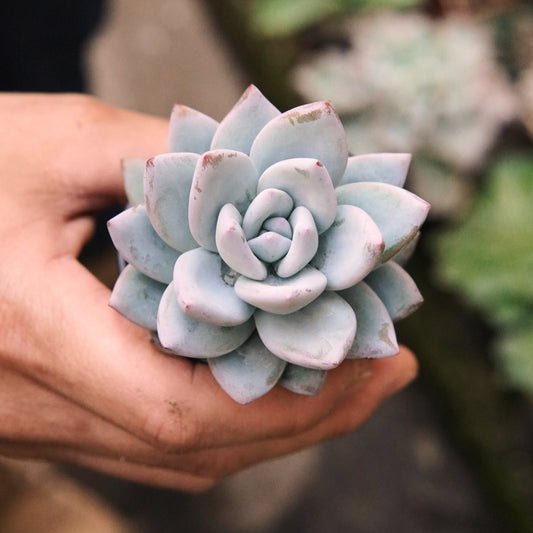 Suculenta Echeveria Ice Crystal - Vivero Florecer