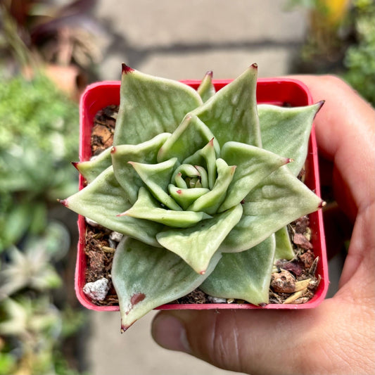 Suculenta Echeveria Jade Star Variegada - Vivero Florecer