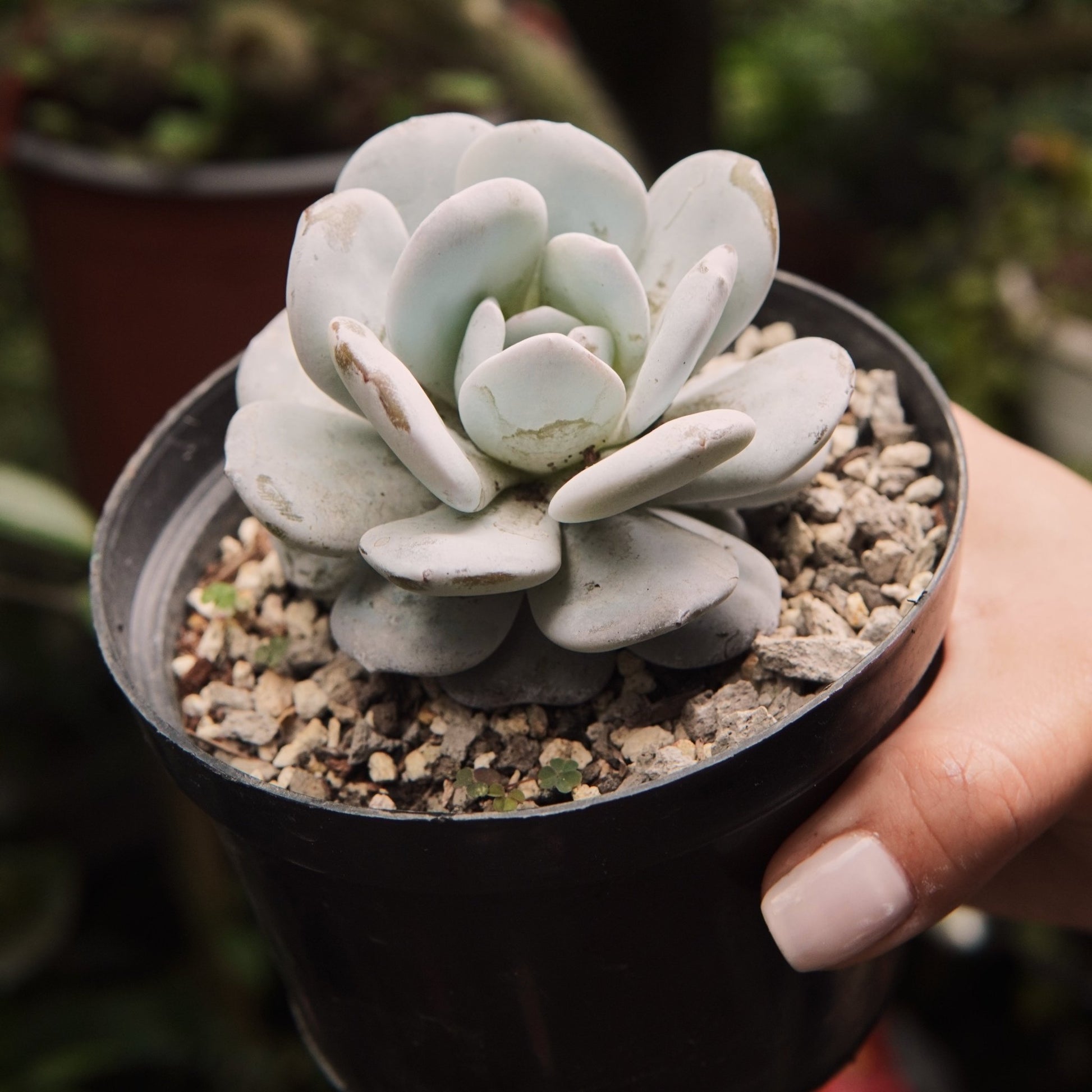 Suculenta Echeveria Laui Grande - Vivero Florecer