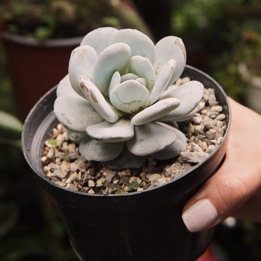 Suculenta Echeveria Laui Grande - Vivero Florecer