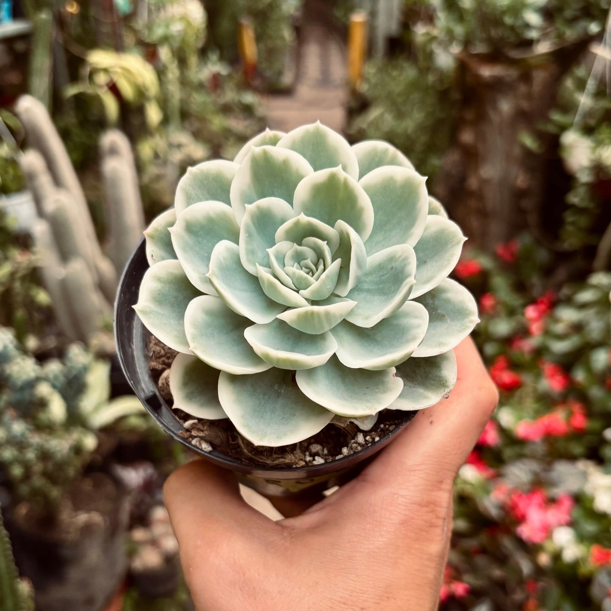 Suculenta Echeveria Lemon Lime Variegada - Vivero Florecer