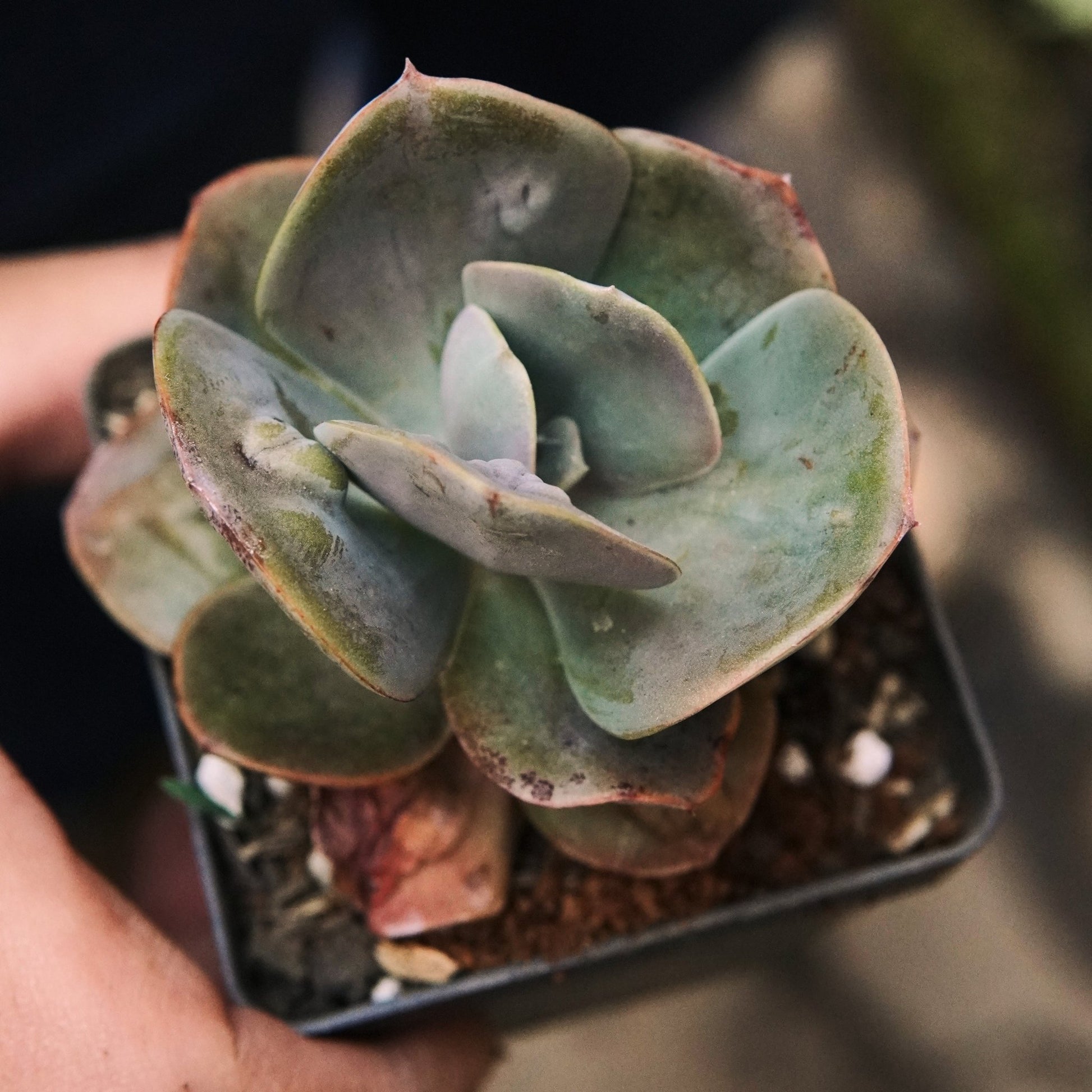 Suculenta Echeveria Lilac Frost - Vivero Florecer