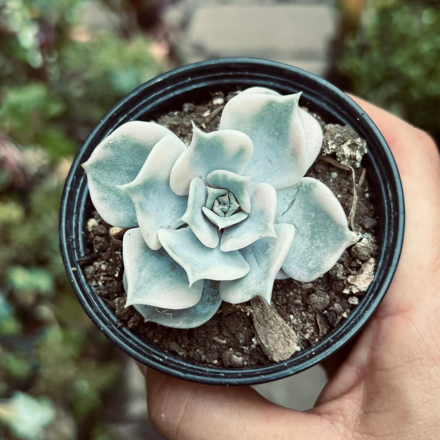 Suculenta Echeveria Lilacina Variegada - Vivero Florecer