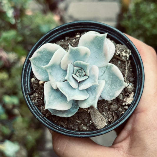 Suculenta Echeveria Lilacina Variegada - Vivero Florecer