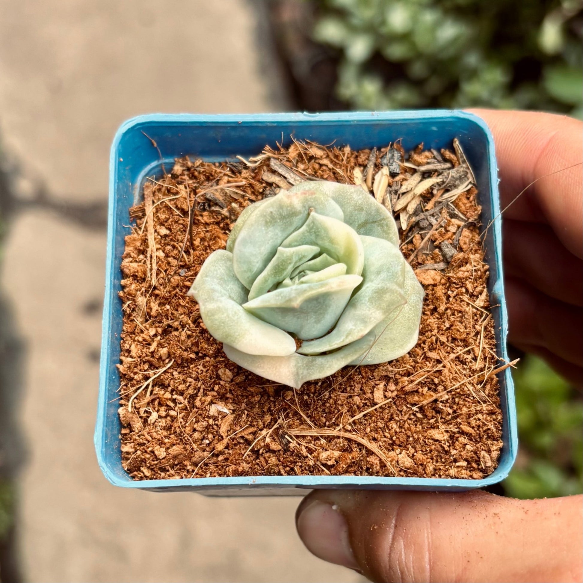 Suculenta Echeveria Lovely Rose Variegada - Vivero Florecer