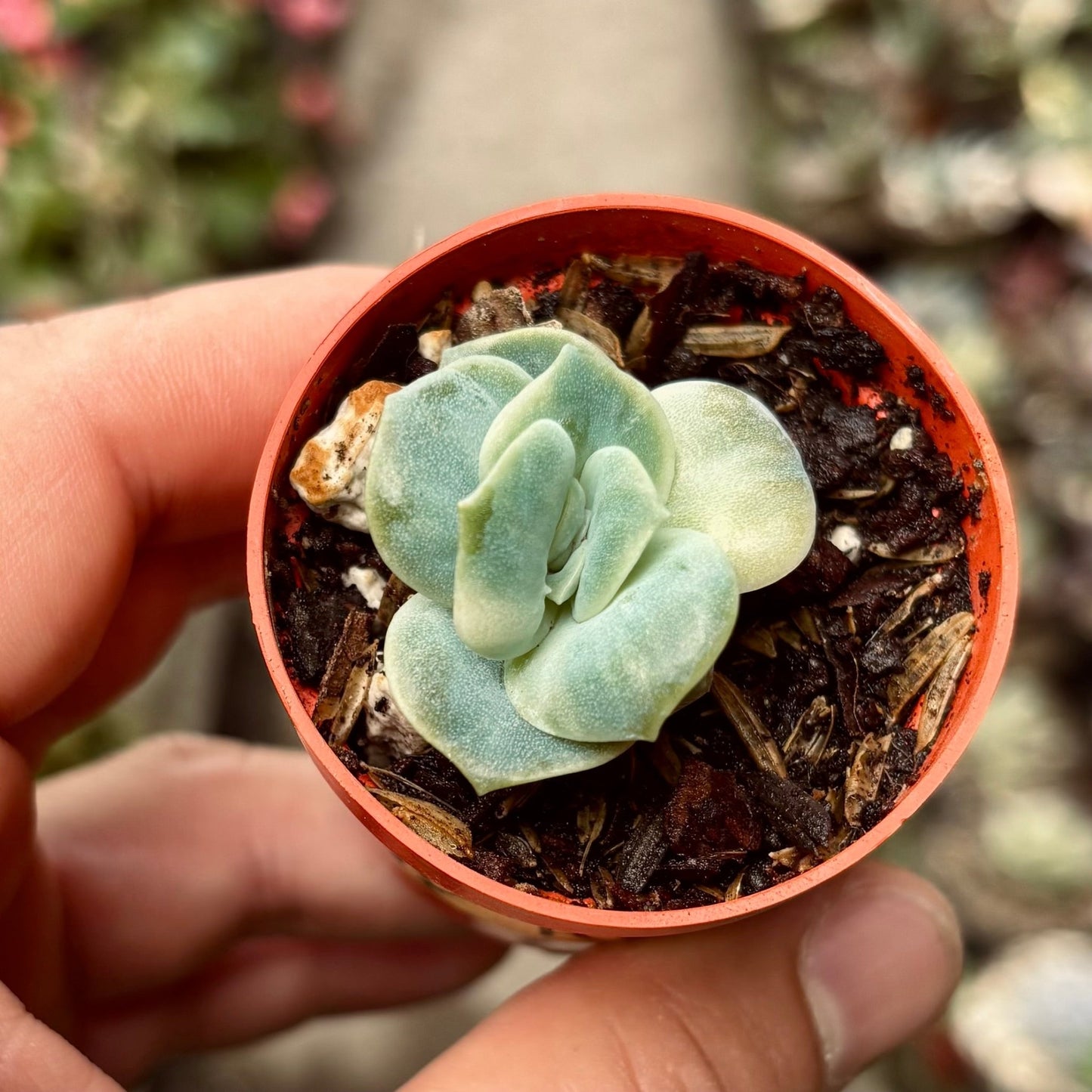Suculenta Echeveria Lovely Rose Variegada - Vivero Florecer