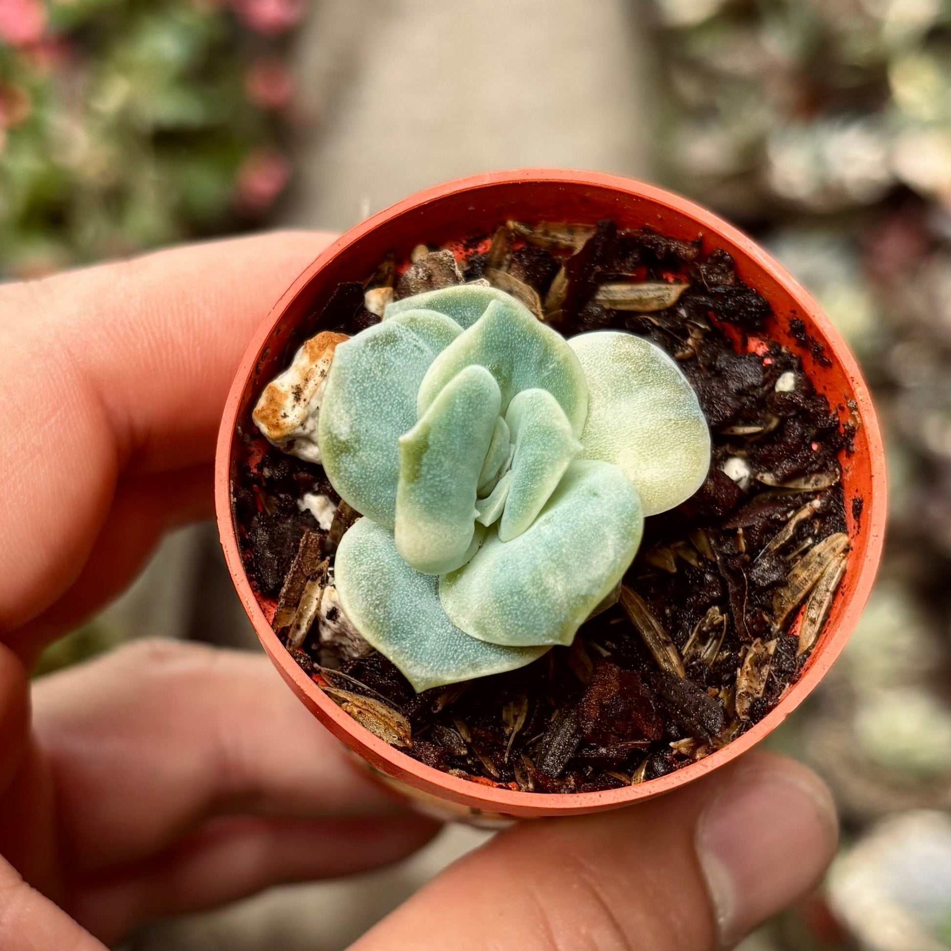 Suculenta Echeveria Lovely Rose Variegada - Vivero Florecer