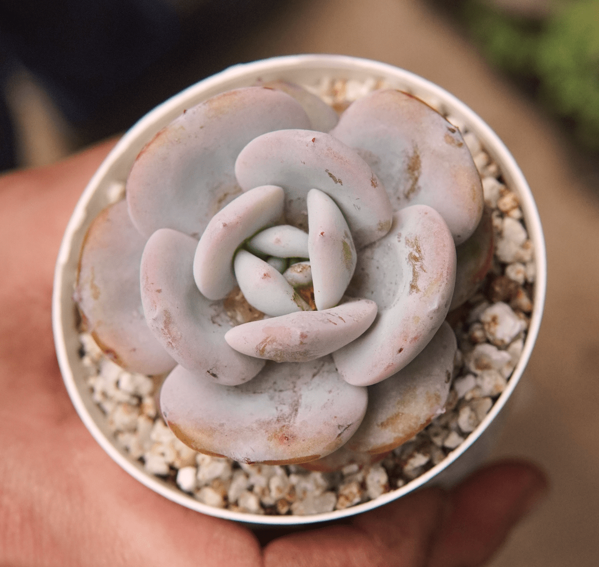 Suculenta Echeveria Matcha Cake - Vivero Florecer