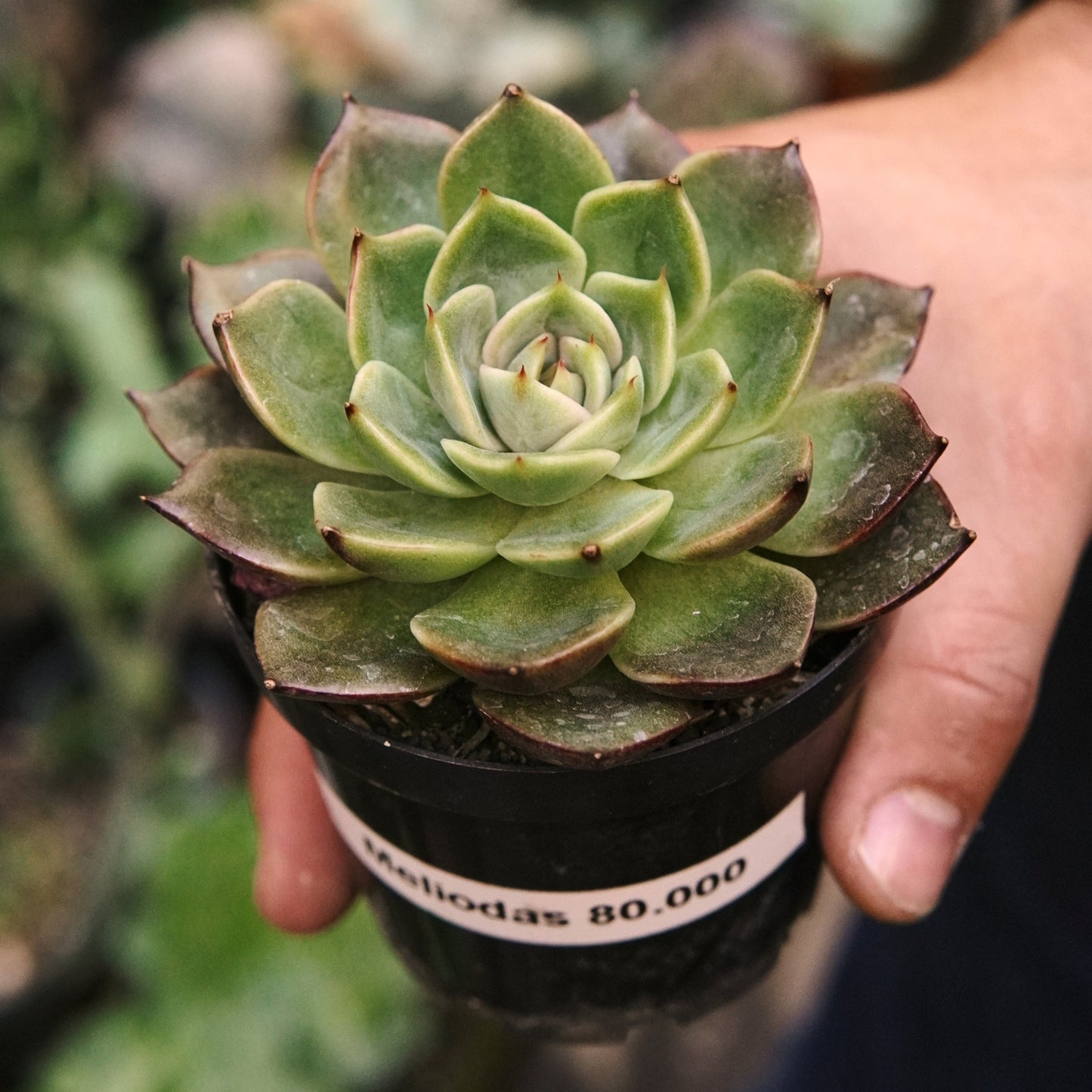 Suculenta Echeveria Meliodas - Vivero Florecer