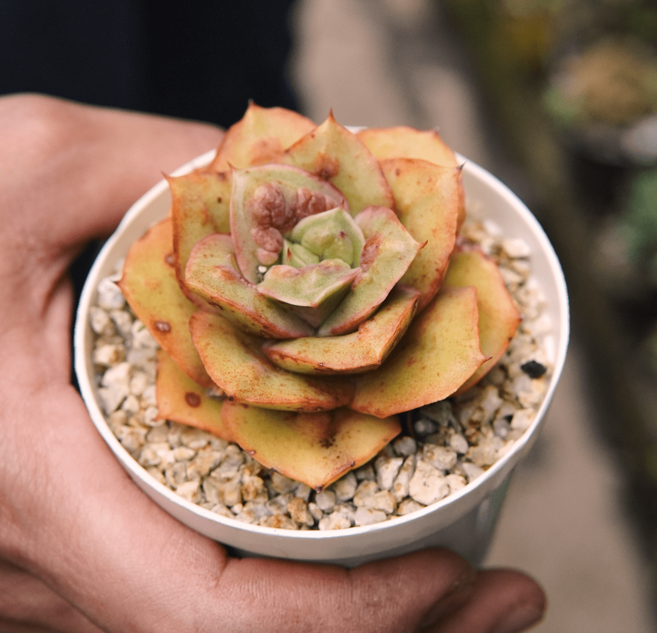 Suculenta Echeveria Minigosaong Bumps - Vivero Florecer