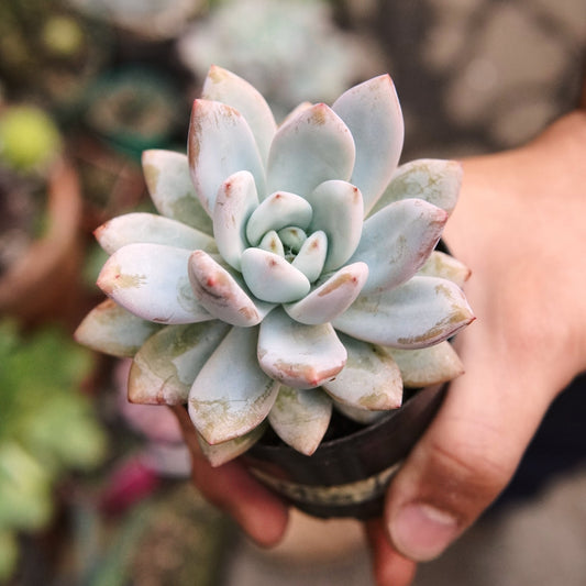Suculenta Echeveria Miss Jin - Vivero Florecer