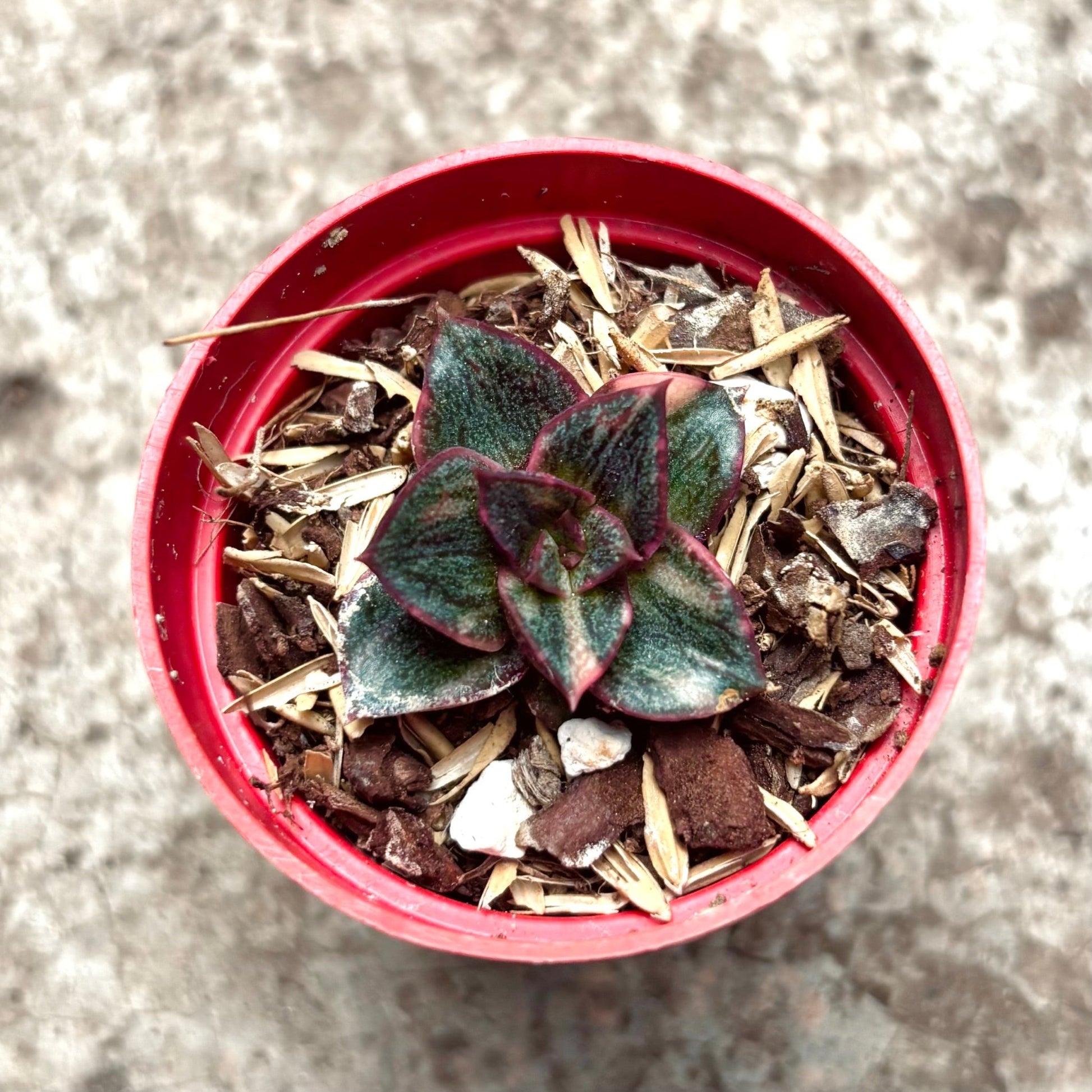 Suculenta Echeveria Monocerotis - Vivero Florecer