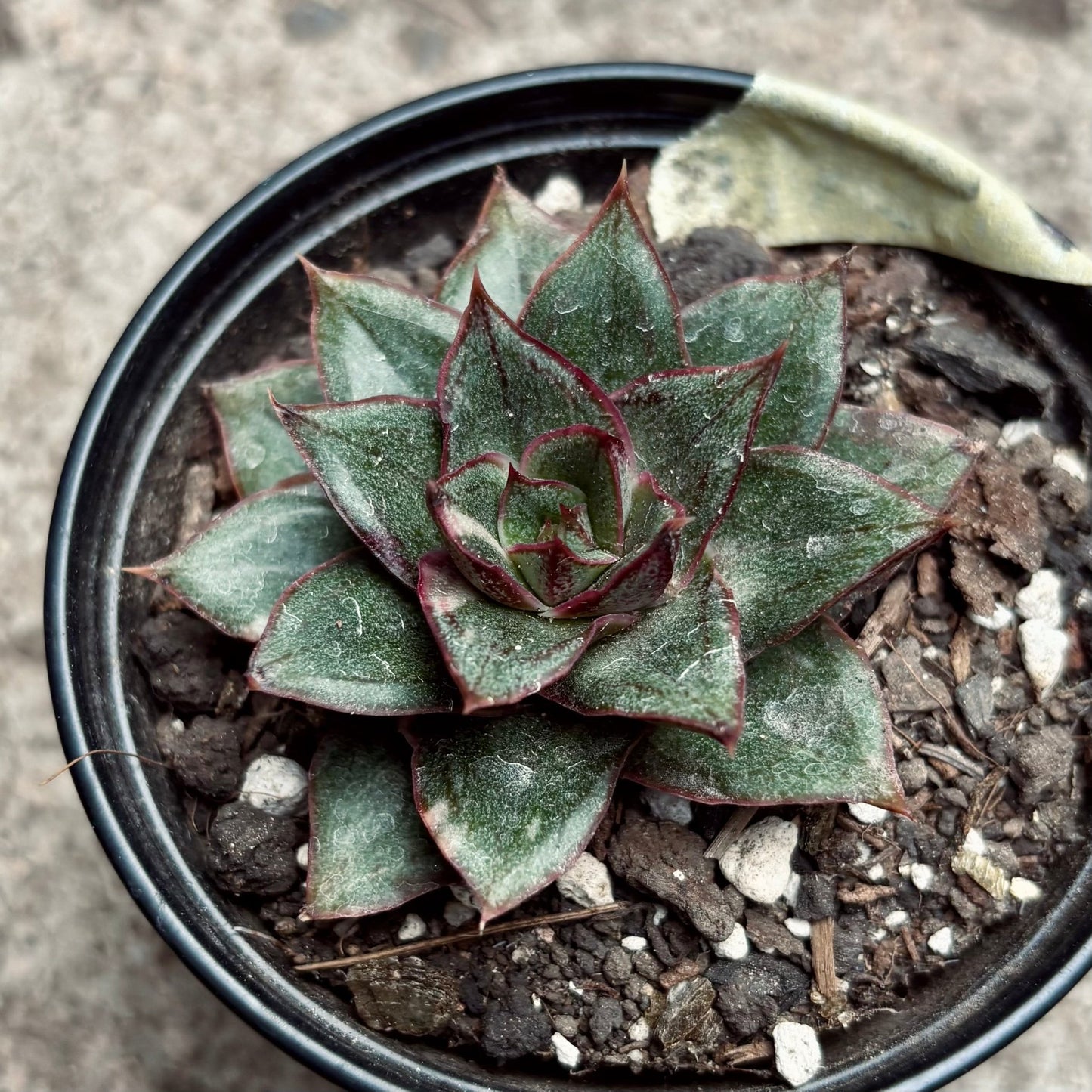 Suculenta Echeveria Monocerotis - Vivero Florecer
