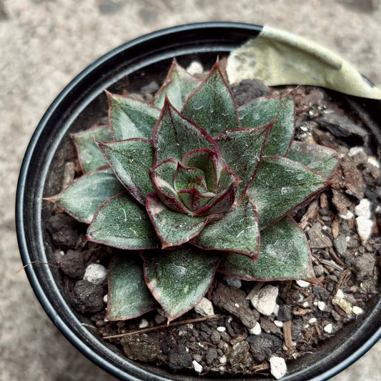 Suculenta Echeveria Monocerotis - Vivero Florecer