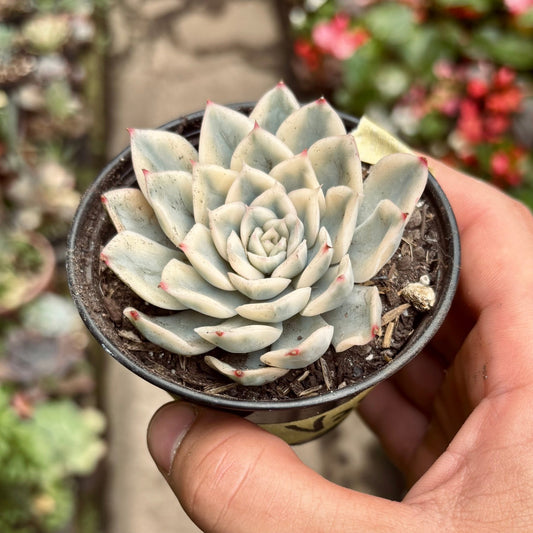 Suculenta Echeveria Moon Fairy Variegada - Vivero Florecer