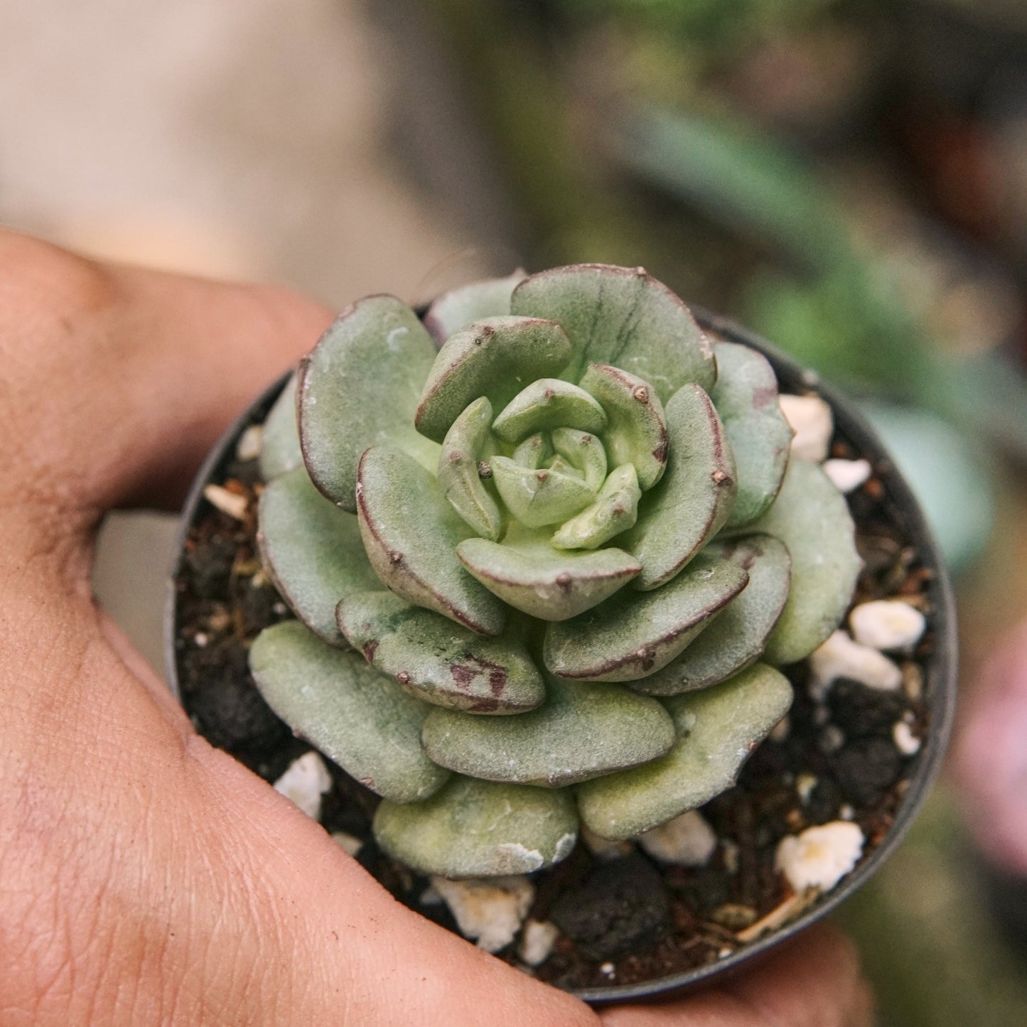 Suculenta Echeveria Moranii Variegada - Vivero Florecer