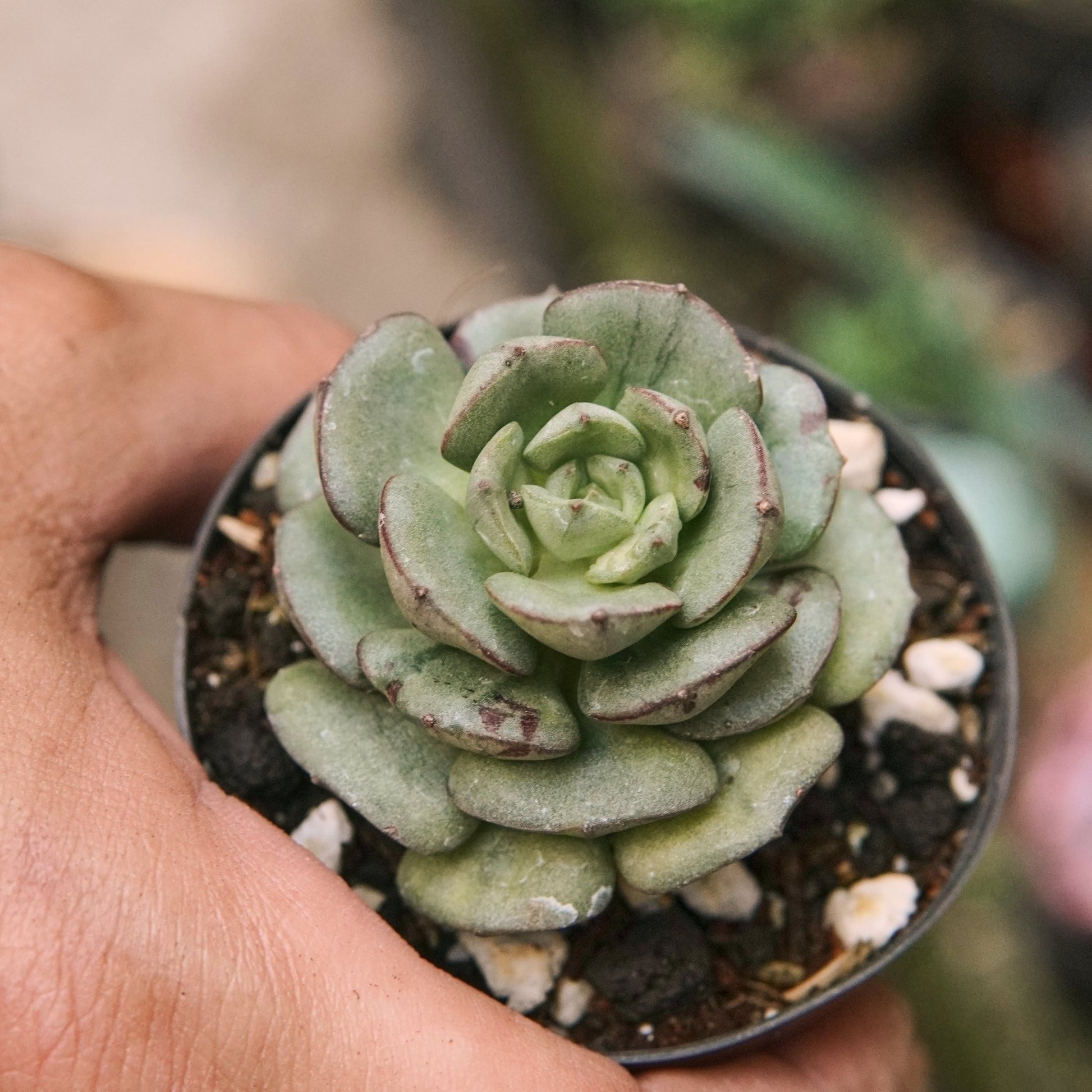 Suculenta Echeveria Moranii Variegada - Vivero Florecer