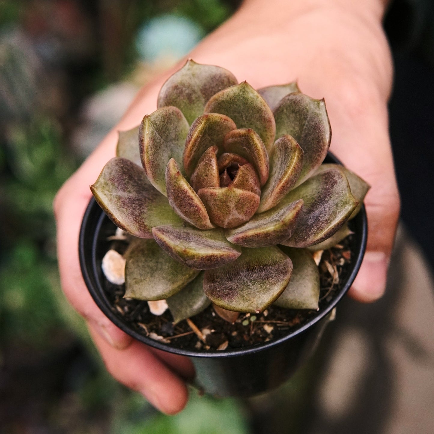 Suculenta Echeveria Mouse Chocolate - Vivero Florecer