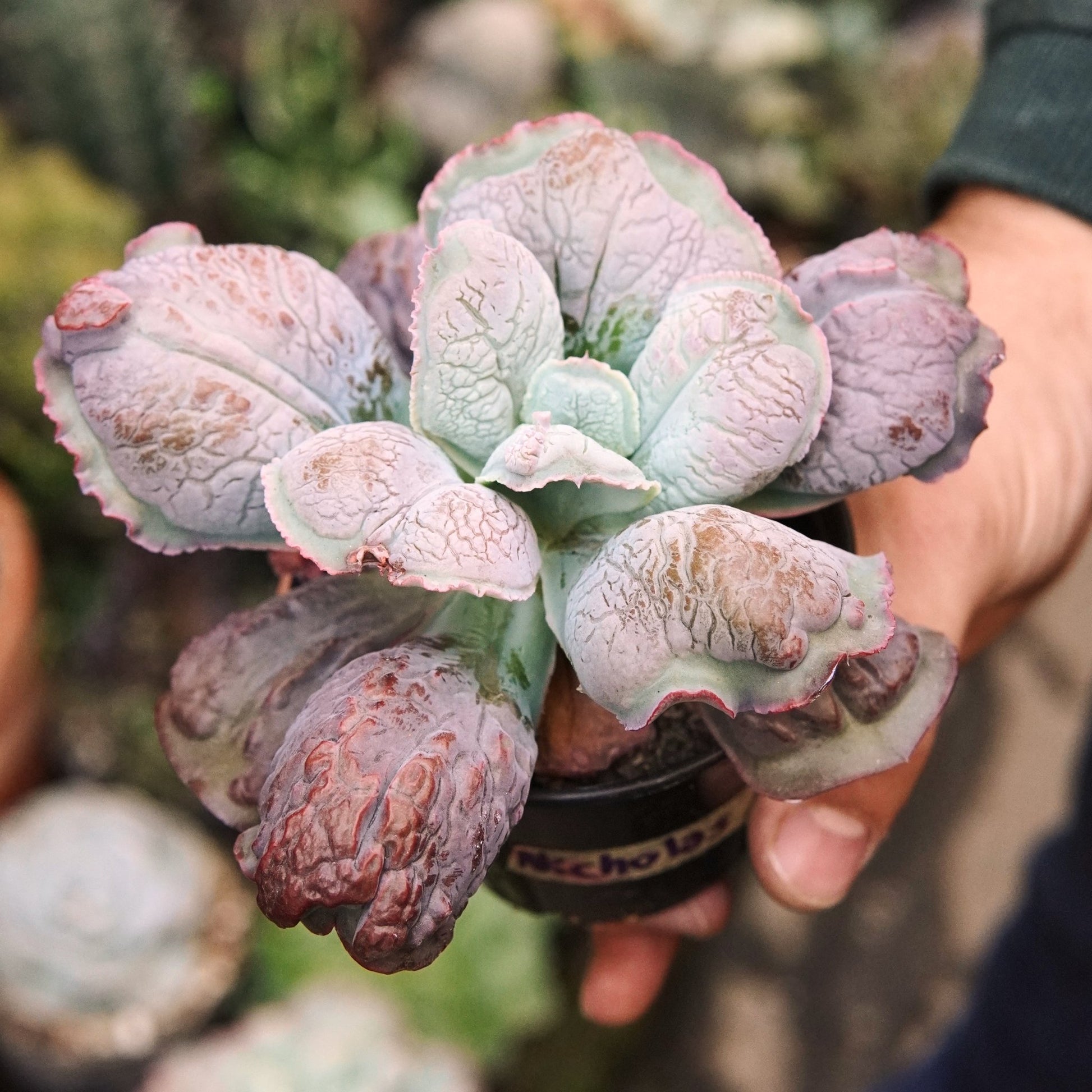 Suculenta Echeveria Nicholas - Vivero Florecer