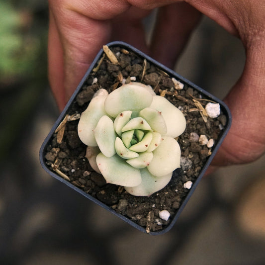 Suculenta Echeveria Nicksana Aurea Variegada - Vivero Florecer