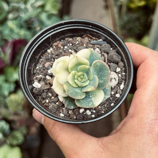 Suculenta Echeveria Nicksana Variegada - Vivero Florecer