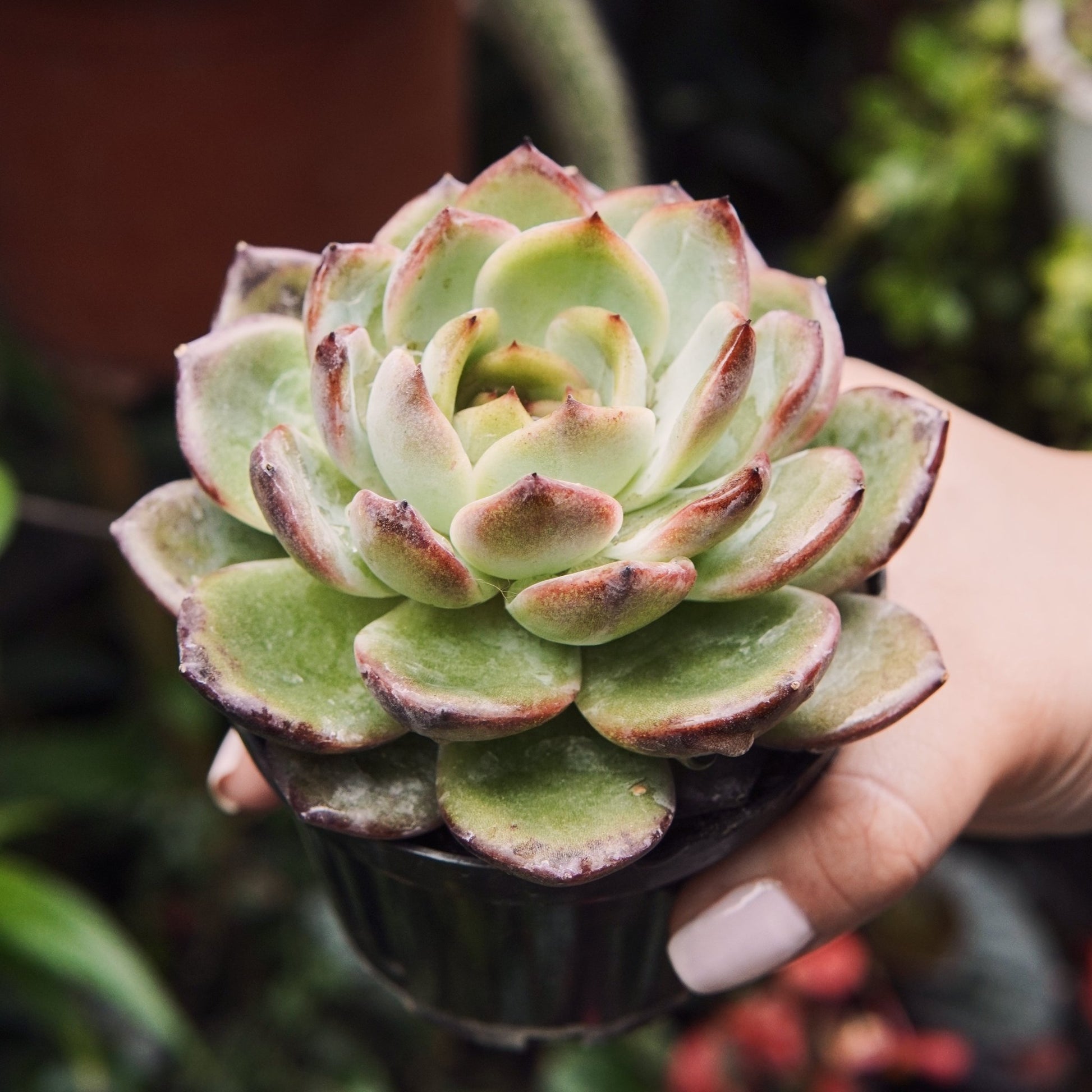 Suculenta Echeveria Odette - Vivero Florecer
