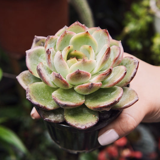 Suculenta Echeveria Odette - Vivero Florecer