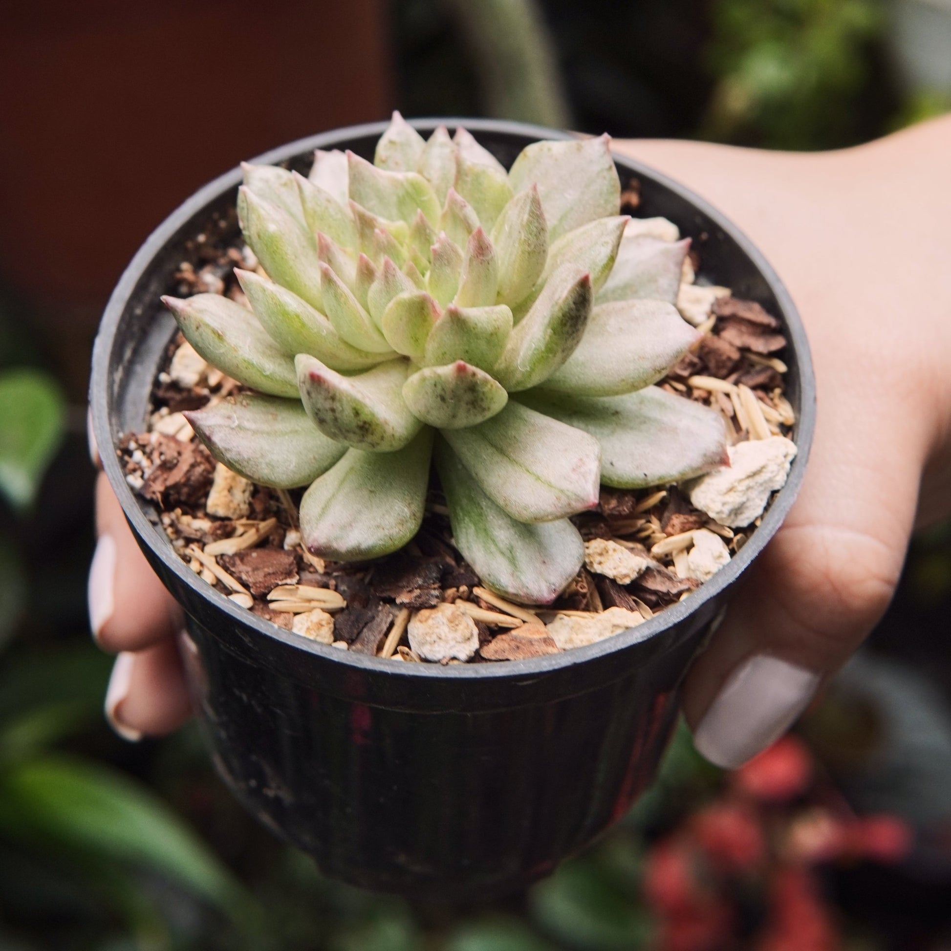 Suculenta Echeveria Olivia Variegada V1 - Vivero Florecer